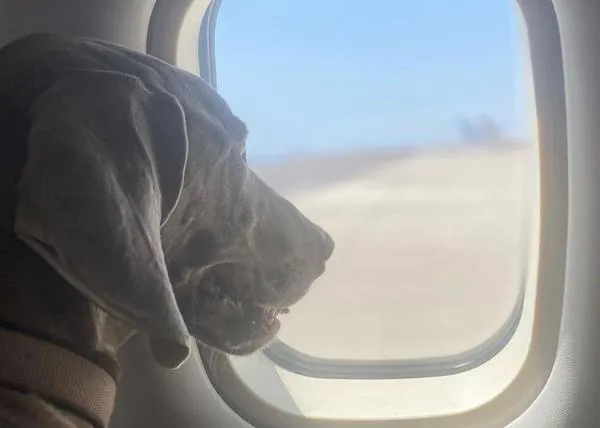 La ruleta rusa de los perros que viajan en la bodega del avión y el caso de Gos, un Braco de Weimar que logró viajar en cabina