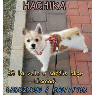 Perros y más perros perdidos por culpa de los petardos …