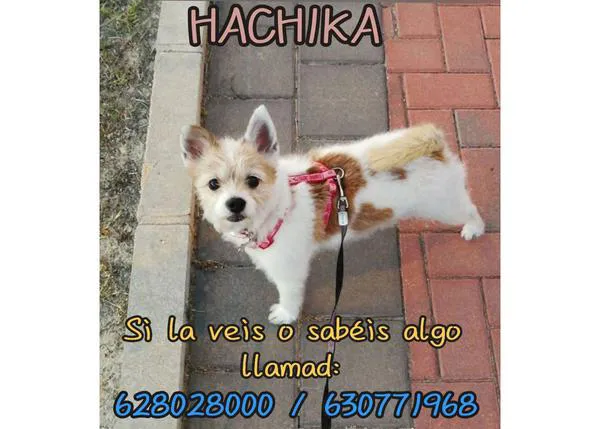 Perros y más perros perdidos por culpa de los petardos en Navidad y Fin de Año: por desgracia, varios han sido encontrados muertos