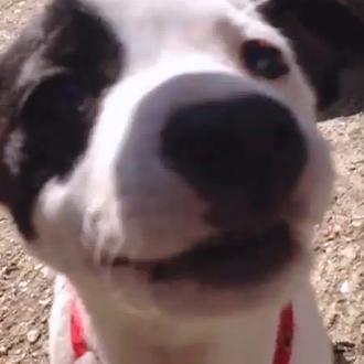 Cinco vídeos de cachorritos para animar el día