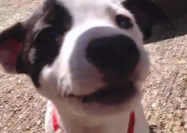 Cinco vídeos de cachorritos para animar el día