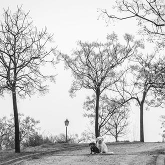 ¿Qué puedes hacer si tu perro se pierde cuando no …