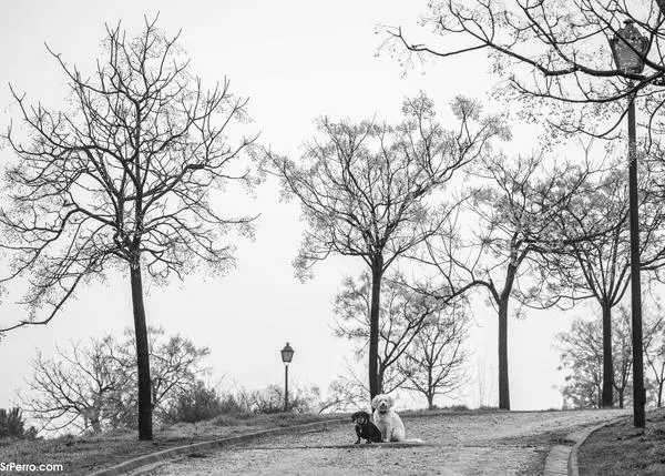 ¿Qué puedes hacer si tu perro se pierde cuando no estás en tu propia ciudad, en tu propia Comunidad Autónoma?