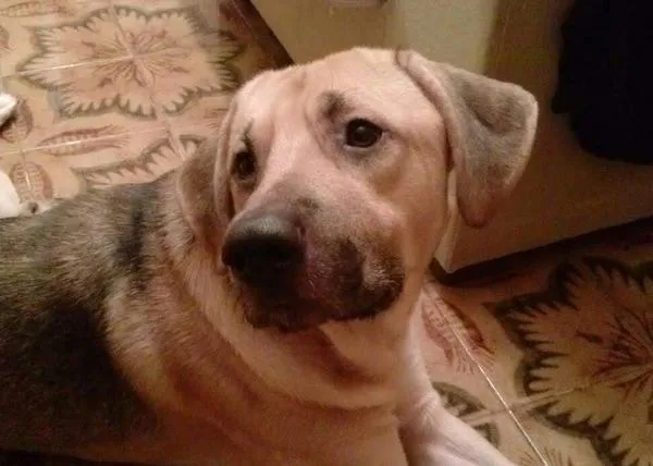 De cachorro capricho a jovenzuelo abandonado: humanas solidarias vs humanos irresponsables 