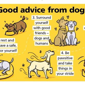 Buenos consejos perrunos: sé más perro y serás más feliz …