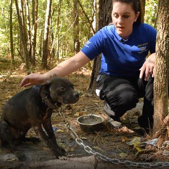 Unos 300 perros rescatados de una presunta red de peleas …