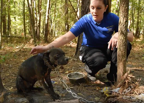 Unos 300 perros rescatados de una presunta red de peleas de perros en EEUU
