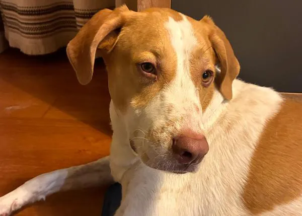 Una mujer de Zaragoza, enferma terminal, pide ayuda para encontrar un buen hogar a sus dos perros, de 6 y dos años