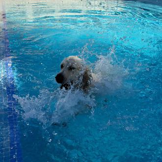 Chapuzón perruno solidario en Paracuellos del Jarama el sábado 12 …