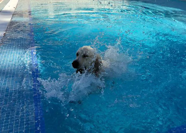 Chapuzón perruno solidario en Paracuellos del Jarama el sábado 12 de septiembre
