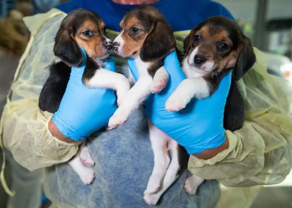 Los 4000 Beagles de Envigo que iban a ser utilizados para experimentos ya están a salvo