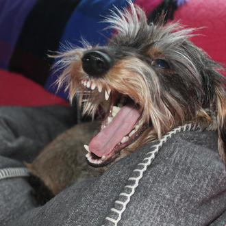 La mitad de los perros podría sufrir enfermedad periodontal sin …
