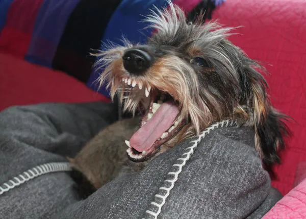 La mitad de los perros podría sufrir enfermedad periodontal sin que sus familias se percaten