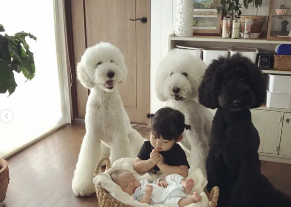 Una amistad que derrite corazones: los grandes Caniches y sus pequeños e inseparables humanos