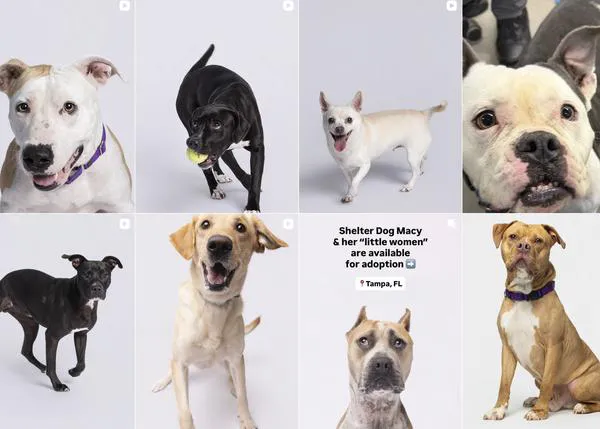 La importancia de los fotógrafos solidarios que retratan perros en protectoras (y las diferencias entre EEUU y España)