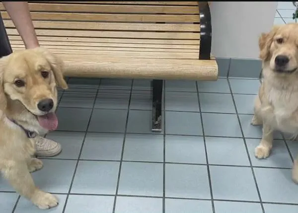 Una familia recoge a una perra distinta a la suya en la guardería canina ¡y no se dan cuenta hasta pasados dos días!