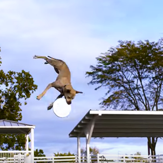 Flying disc, agility, dock diving: espectaculares imágenes de las 
