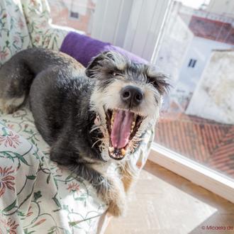 La higiene dental en los perros: cómo limpiarle los dientes …