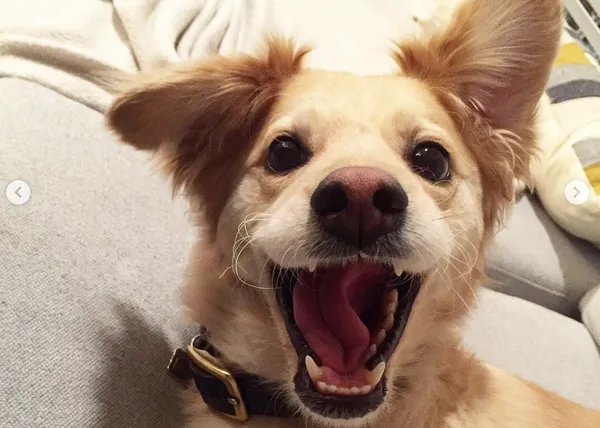 La veloz y feliz vida de Scooty, una perra paralítica rescatada del 
