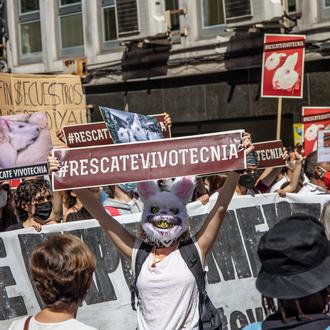 Los experimentos con animales prosiguen en Vivotecnia: la Comunidad de …