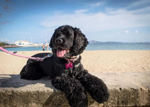 La historia de Olive: una perra sin ojos que inspira y disfruta de la vida en Palma de Mallorca