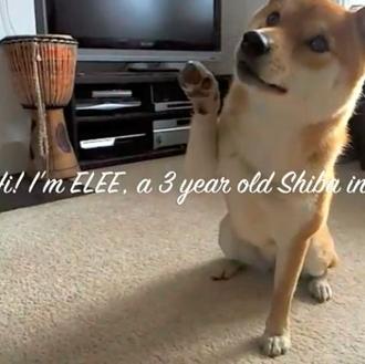 Trucos perrunos: Elee, una shiba inu rematadamente lista en acción