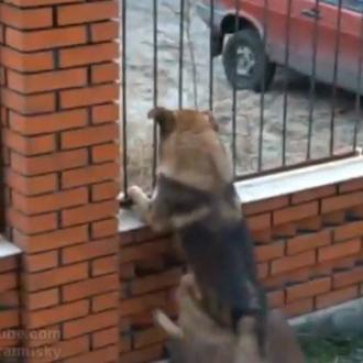 El perro Houdini en acción
