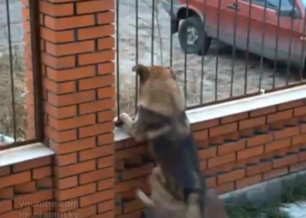 El perro Houdini en acción