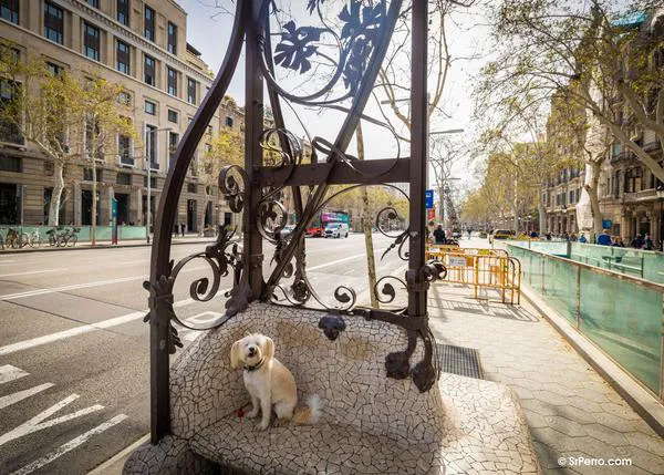 El bienestar animal y los derechos de los animales en los programas electorales para las elecciones Catalanas de 2024