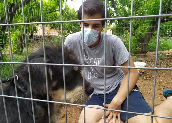 Un perro que llevaba dos años perdido es rescatado ¡y vuelve a reunirse con su familia!