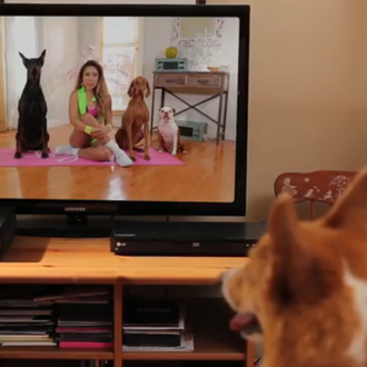 Dogilates... y otros posibles remedios contra la obesidad canina