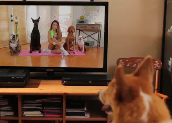 Dogilates... y otros posibles remedios contra la obesidad canina
