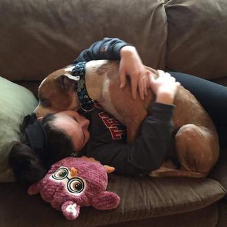 Un Pit Bull recién adoptado conquista a medio mundo con …