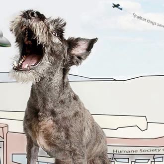 ¿Quién va a salvar al mundo? Los perros adoptados, con …