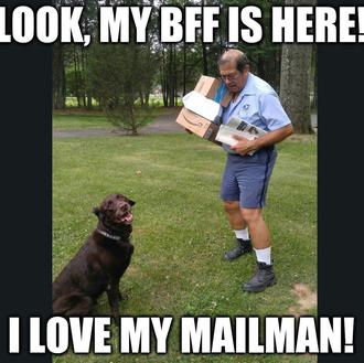 Un perro espera ansioso la llegada del cartero... ¡para darle …