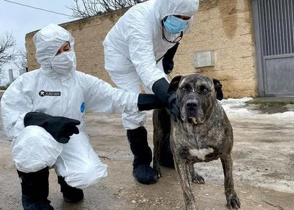 La Unidad de Intervención COVID de el Refugio rescata a Alpha, una perra cuyo dueño falleció debido al coronavirus