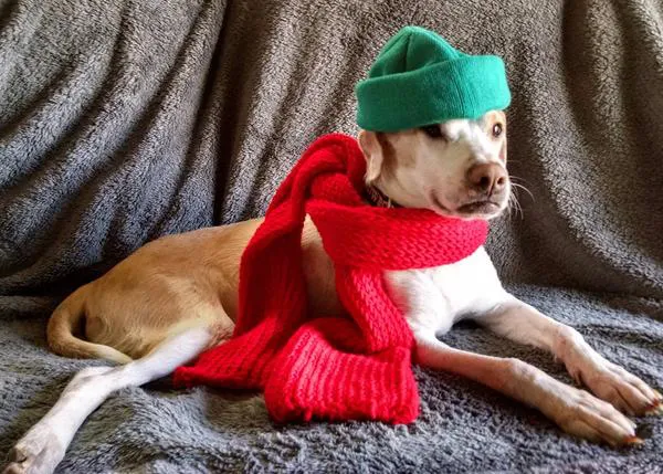 La impresionante transformación de Zeus, el perro que aprendió a andar