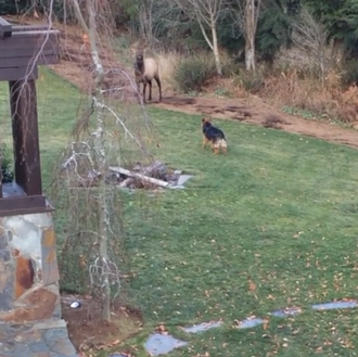 Amistades improbables pero ciertas: el perro y el alce