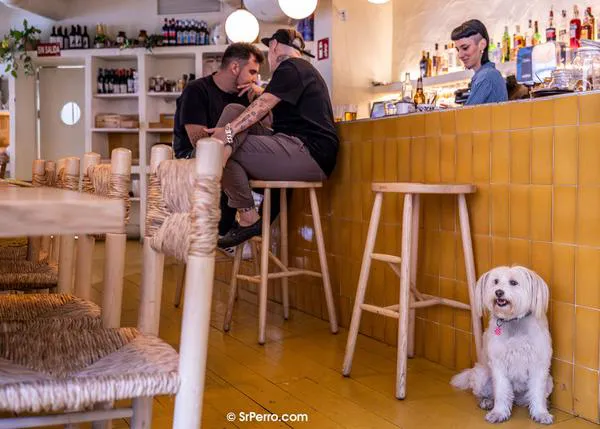 Ya es oficial... desde septiembre 2023: qué dice la Ley sobre acceso de perros a bares, perros solos en casa, en el coche...