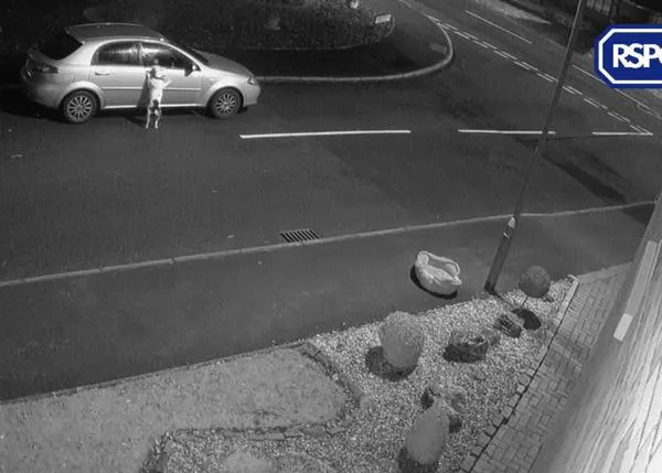 El vídeo de un perro tratando de volver al coche del (in)humano que le está abandonando se hace viral