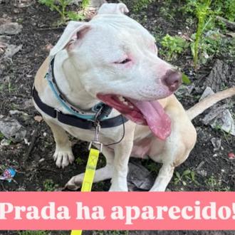 La perra que fue robada del Centro de Protección Animal …