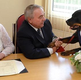 Un gran cupido canino: un bello Rottweiler adoptado que ha …