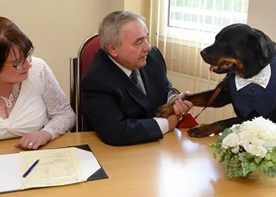 Un gran cupido canino: un bello Rottweiler adoptado que ha unido a dos humanos, padrino en su boda