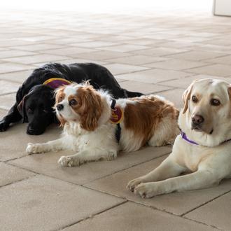 Un programa pionero con perros de terapia ayuda a mujeres …