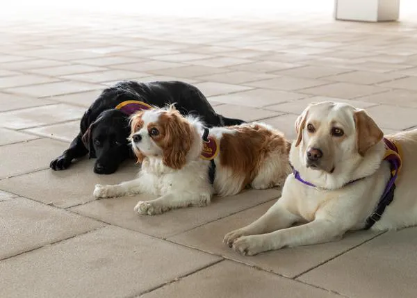 Un programa pionero con perros de terapia ayuda a mujeres presas en Cataluña a encontrar trabajo