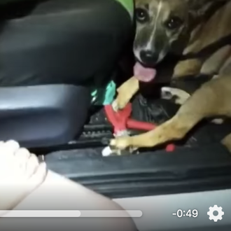 Una mujer a los bomberos que han liberado a su …