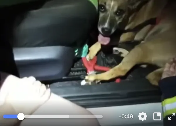 Una mujer a los bomberos que han liberado a su perro: 