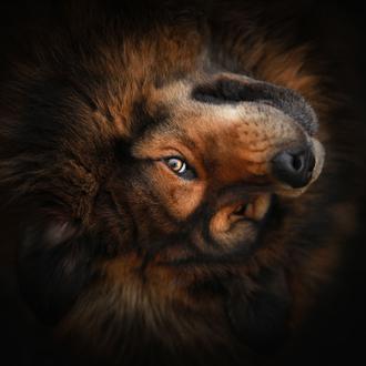 Fabulosos retratos de perros y otros animales: los ganadores del …