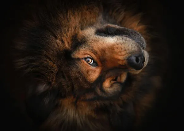 Fabulosos retratos de perros y otros animales: los ganadores del International Pet Photographer of the Year 2023