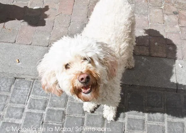 Guadalajara, ¿se puede entrar en un bar con un perro?
